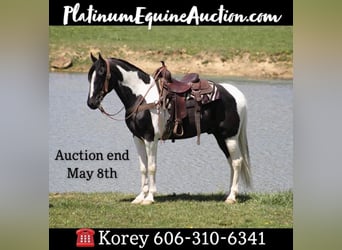 Tennessee Walking Horse, Wallach, 10 Jahre, 163 cm, Tovero-alle-Farben