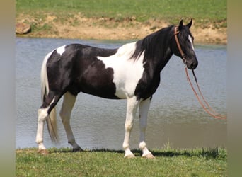 Tennessee Walking Horse, Wallach, 10 Jahre, 163 cm, Tovero-alle-Farben