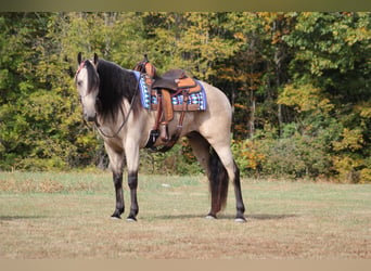 Tennessee Walking Horse, Wallach, 10 Jahre, 165 cm, Buckskin