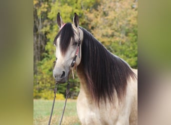 Tennessee Walking Horse, Wallach, 10 Jahre, 165 cm, Buckskin