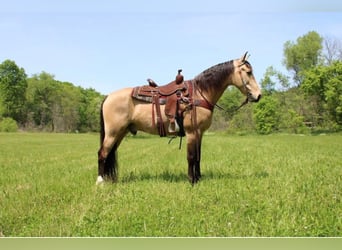 Tennessee Walking Horse, Wallach, 10 Jahre, Buckskin