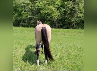 Tennessee Walking Horse, Wallach, 10 Jahre, Buckskin
