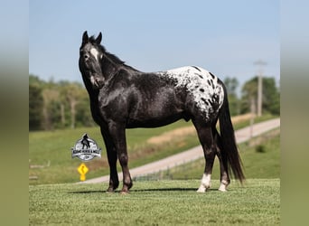 Tennessee Walking Horse, Wallach, 10 Jahre, Rappe