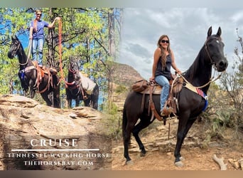 Tennessee Walking Horse, Wallach, 10 Jahre, Rappe