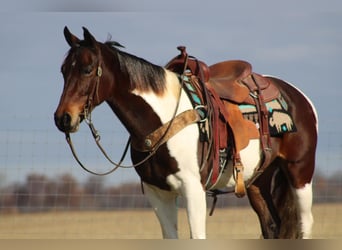 Tennessee Walking Horse, Wallach, 10 Jahre, Rotbrauner