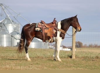 Tennessee Walking Horse, Wallach, 10 Jahre, Rotbrauner