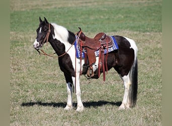 Tennessee Walking Horse, Wallach, 10 Jahre, Tobiano-alle-Farben