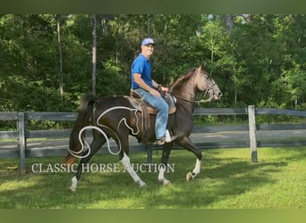Tennessee Walking Horse, Wallach, 11 Jahre, 152 cm, Rappe