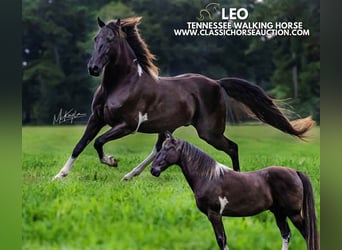 Tennessee Walking Horse, Wallach, 11 Jahre, 152 cm, Rappe