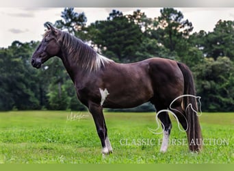 Tennessee Walking Horse, Wallach, 11 Jahre, 152 cm, Rappe