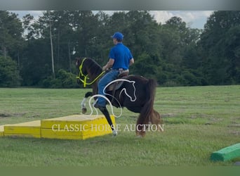 Tennessee Walking Horse, Wallach, 11 Jahre, 152 cm, Rappe