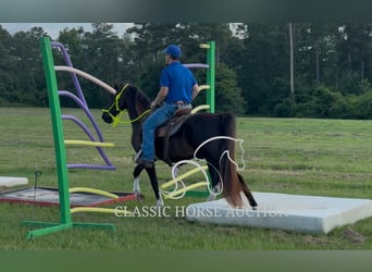 Tennessee Walking Horse, Wallach, 11 Jahre, 152 cm, Rappe