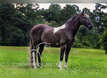 Tennessee Walking Horse, Wallach, 11 Jahre, 152 cm, Rappe