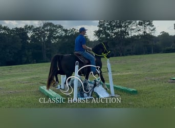 Tennessee Walking Horse, Wallach, 11 Jahre, 152 cm, Rappe