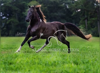 Tennessee Walking Horse, Wallach, 11 Jahre, 152 cm, Rappe