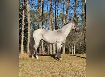 Tennessee Walking Horse, Wallach, 11 Jahre, 152 cm, Roan-Blue