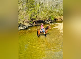 Tennessee Walking Horse, Wallach, 11 Jahre, 152 cm, Rotbrauner