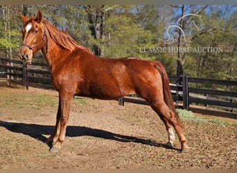 Tennessee Walking Horse, Wallach, 11 Jahre, 152 cm, Rotfuchs