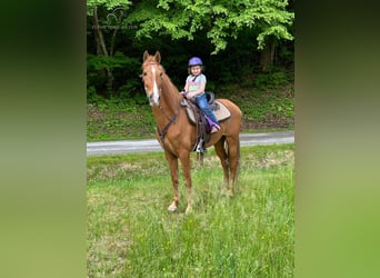 Tennessee Walking Horse, Wallach, 11 Jahre, 152 cm, Rotfuchs