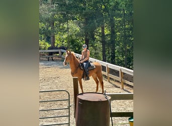 Tennessee Walking Horse, Wallach, 11 Jahre, 152 cm, Rotfuchs