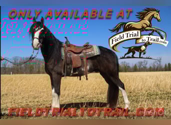 Tennessee Walking Horse, Wallach, 11 Jahre, 157 cm, Rappe