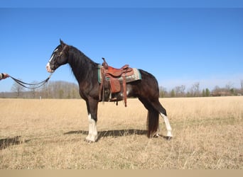 Tennessee Walking Horse, Wallach, 11 Jahre, 157 cm, Rappe