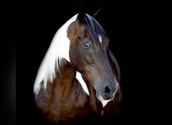 Tennessee Walking Horse, Wallach, 11 Jahre, 157 cm, Tobiano-alle-Farben