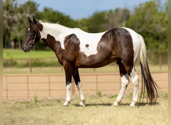 Tennessee Walking Horse, Wallach, 11 Jahre, 157 cm, Tobiano-alle-Farben