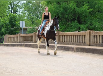 Tennessee Walking Horse, Wallach, 11 Jahre, 165 cm, Tobiano-alle-Farben