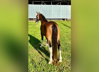 Tennessee Walking Horse, Wallach, 11 Jahre, Roan-Bay