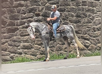 Tennessee Walking Horse, Wallach, 11 Jahre, Schimmel