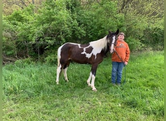 Tennessee Walking Horse, Wallach, 12 Jahre, 122 cm, Rappe