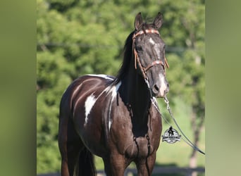 Tennessee Walking Horse, Wallach, 12 Jahre, 142 cm, Tobiano-alle-Farben