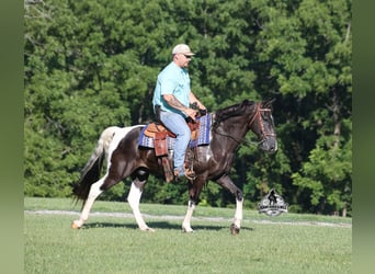 Tennessee Walking Horse, Wallach, 12 Jahre, 142 cm, Tobiano-alle-Farben