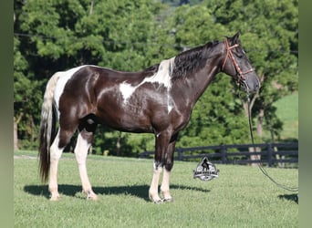 Tennessee Walking Horse, Wallach, 12 Jahre, 142 cm, Tobiano-alle-Farben