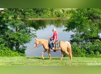 Tennessee Walking Horse, Wallach, 12 Jahre, 152 cm, Palomino