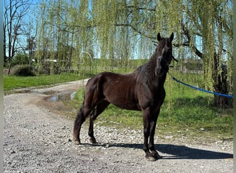 Tennessee Walking Horse, Wallach, 12 Jahre, 152 cm, Rappe