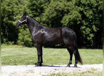Tennessee Walking Horse, Wallach, 12 Jahre, 152 cm, Rappe