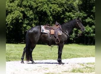Tennessee Walking Horse, Wallach, 12 Jahre, 152 cm, Rappe