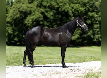 Tennessee Walking Horse, Wallach, 12 Jahre, 152 cm, Rappe