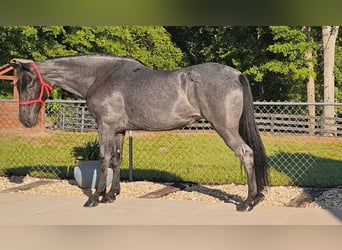 Tennessee Walking Horse, Wallach, 12 Jahre, 152 cm, Roan-Blue