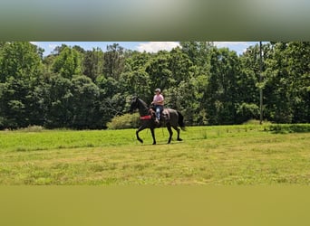 Tennessee Walking Horse, Wallach, 12 Jahre, 152 cm, Roan-Blue