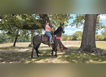 Tennessee Walking Horse, Wallach, 12 Jahre, 152 cm, Roan-Blue