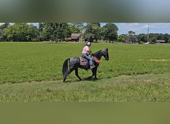 Tennessee Walking Horse, Wallach, 12 Jahre, 152 cm, Roan-Blue