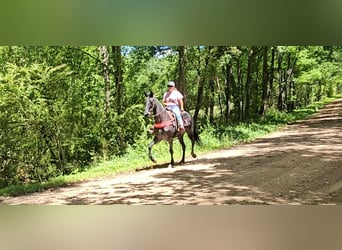 Tennessee Walking Horse, Wallach, 12 Jahre, 152 cm, Roan-Blue