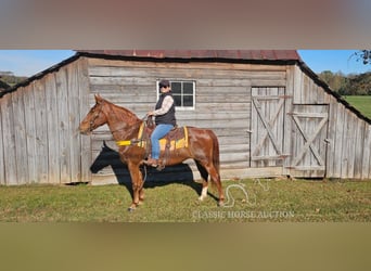 Tennessee Walking Horse, Wallach, 12 Jahre, 152 cm, Rotfuchs