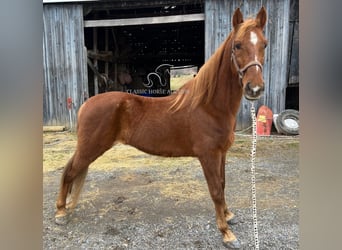 Tennessee Walking Horse, Wallach, 12 Jahre, 152 cm, Rotfuchs