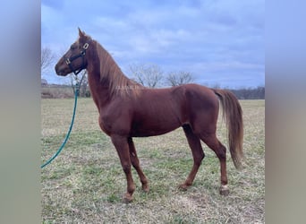 Tennessee Walking Horse, Wallach, 12 Jahre, 152 cm, Rotfuchs