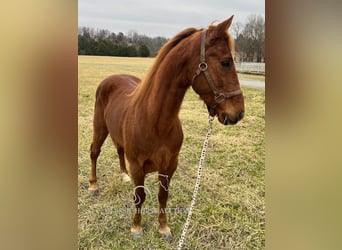 Tennessee Walking Horse, Wallach, 12 Jahre, 152 cm, Rotfuchs