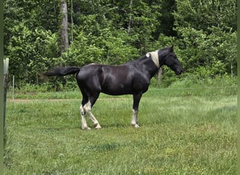 Tennessee Walking Horse, Wallach, 12 Jahre, 152 cm, Tobiano-alle-Farben